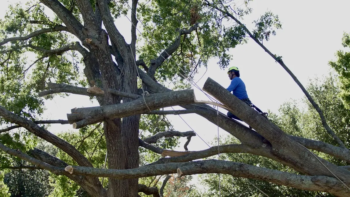 Professional Crown Thinning performed by certified arborists in New Buffalo