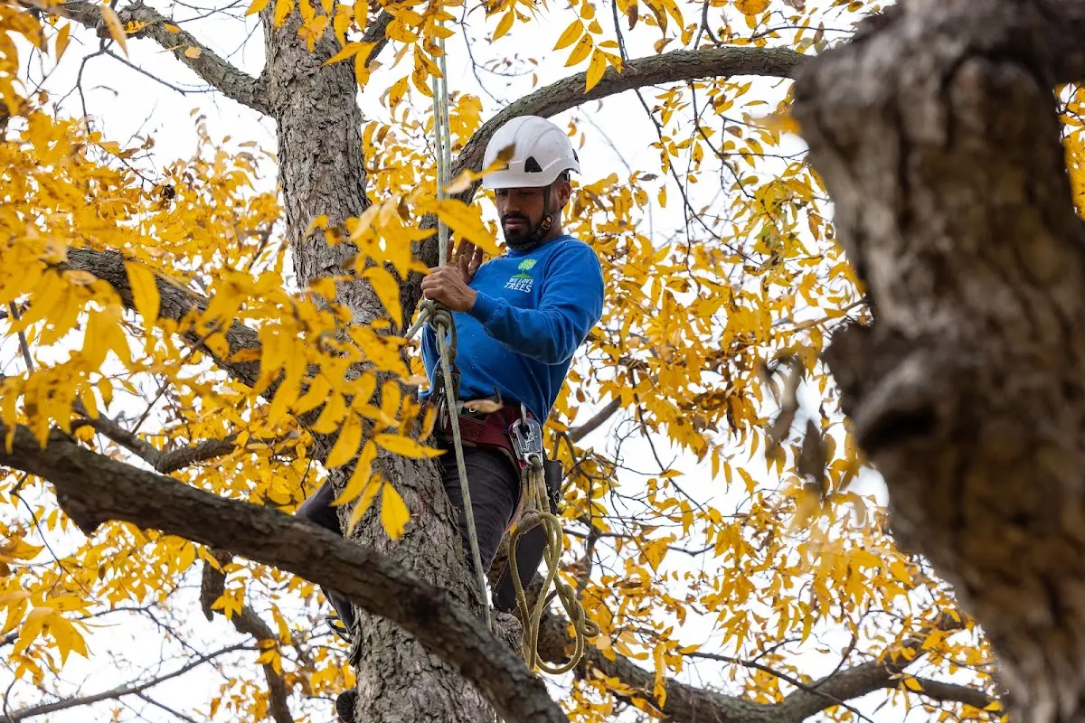 Skilled Tree Transplanting crew working in New Buffalo